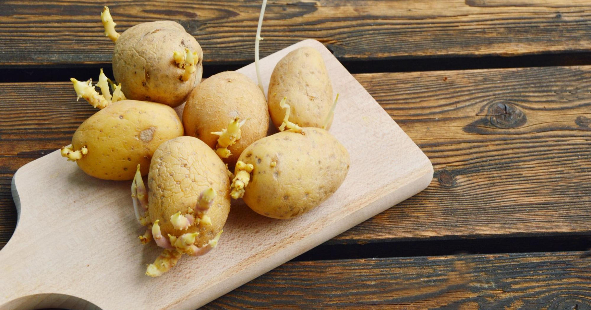 芽の出たジャガイモ 写真素材4383802- フォトライブラリ