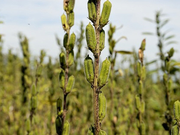 収穫期を迎えたゴマの実の写真素材FYI03202315ストックフォトの Qlean Market キュリンマーケット