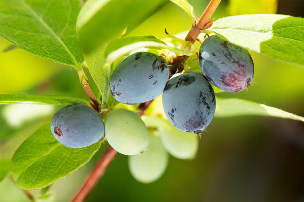 予約北海道産プルーン 生 １kg フルーツ 果物 秋の味覚 9月中旬より予約順に発送 甘露 化粧箱入り生のプルーン～９月の旬～北海道仁木町産:北海道の特産品 ＪＡタウン 産地直送 通販 お取り寄せ