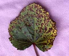 黒い斑点があるオクラは食べられる？原因と対処法を解説 - Fily