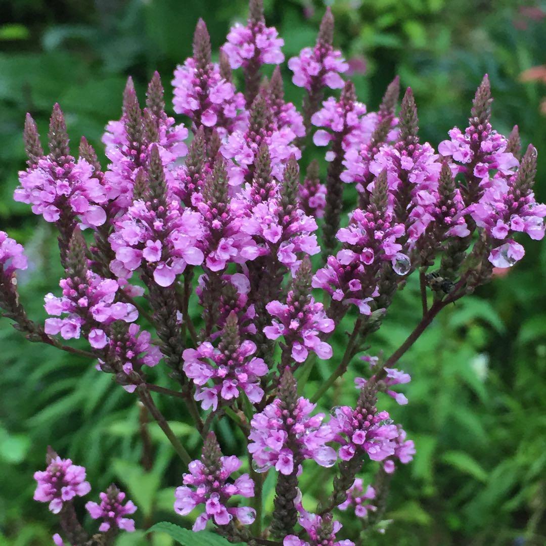 楽天市場 花苗 秋 多年草 宿根草 花 バーベナ ハスタータ ３種より選択 1鉢 3〜3.5号 10月上旬?お届け 秋苗先行予約 Verbenahastata ピンク ブルー ホワイト 夏 苗 宿根草 イングリッシュガーデン 鉢植え 庭植え 花壇 ガーデン ガーデニング 花壇 ハッピーガーデン