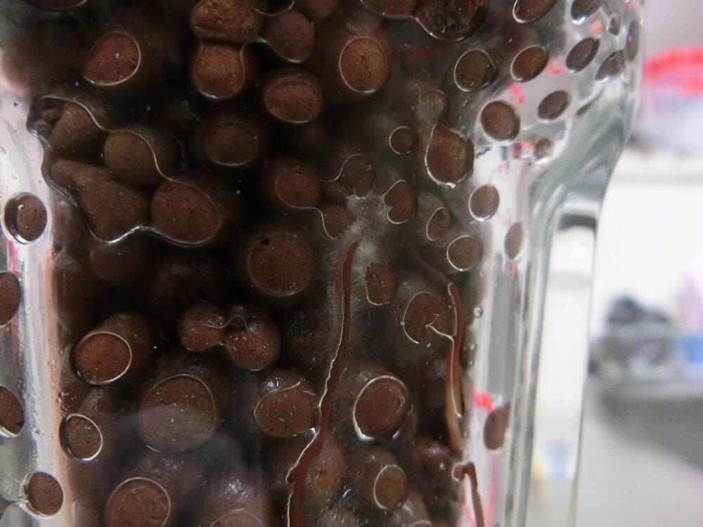 アボカド 緊急事態？！ 根腐れ？！なすびの日常生活☆