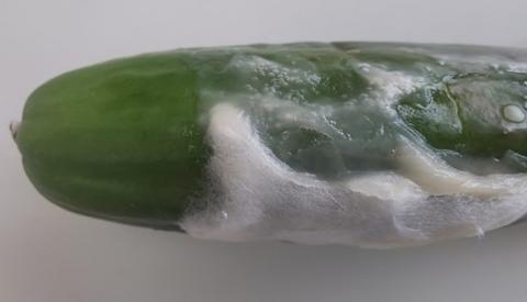 至急お願いしますキュウリのこれ中身腐ってますかね、匂いはいつものきゅうりで- Yahoo!知恵袋