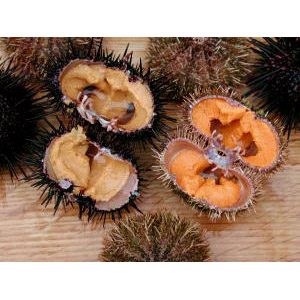 なぜ！？松島のウニから身が消えたソーシャル・イノベーション・ニュース