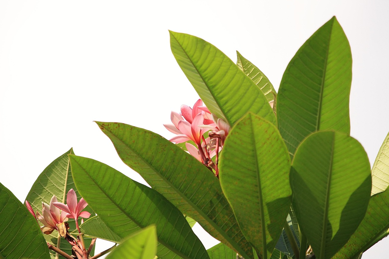 連載 つめの里山雑記③ 初夏、里山で出会った白い花CradlePlus 山形県庄内のウェブメディア