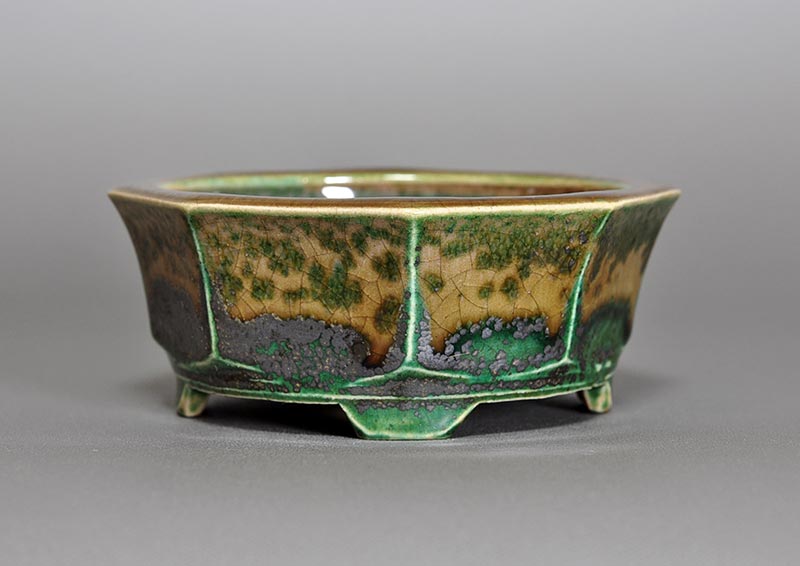 金豆 きんず24 B ― 37- 小品盆栽専門店 湘風園オンラインショップ小品盆栽通販