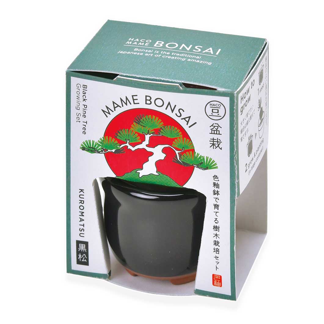 赤松 豆盆栽 樹齢20年の一点物盆栽を販売盆栽妙 – 盆栽妙 本店