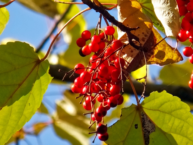 赤い実を食べてしまったヒヨドリ、ムクドリ、ツグミです - 日々遊遊
