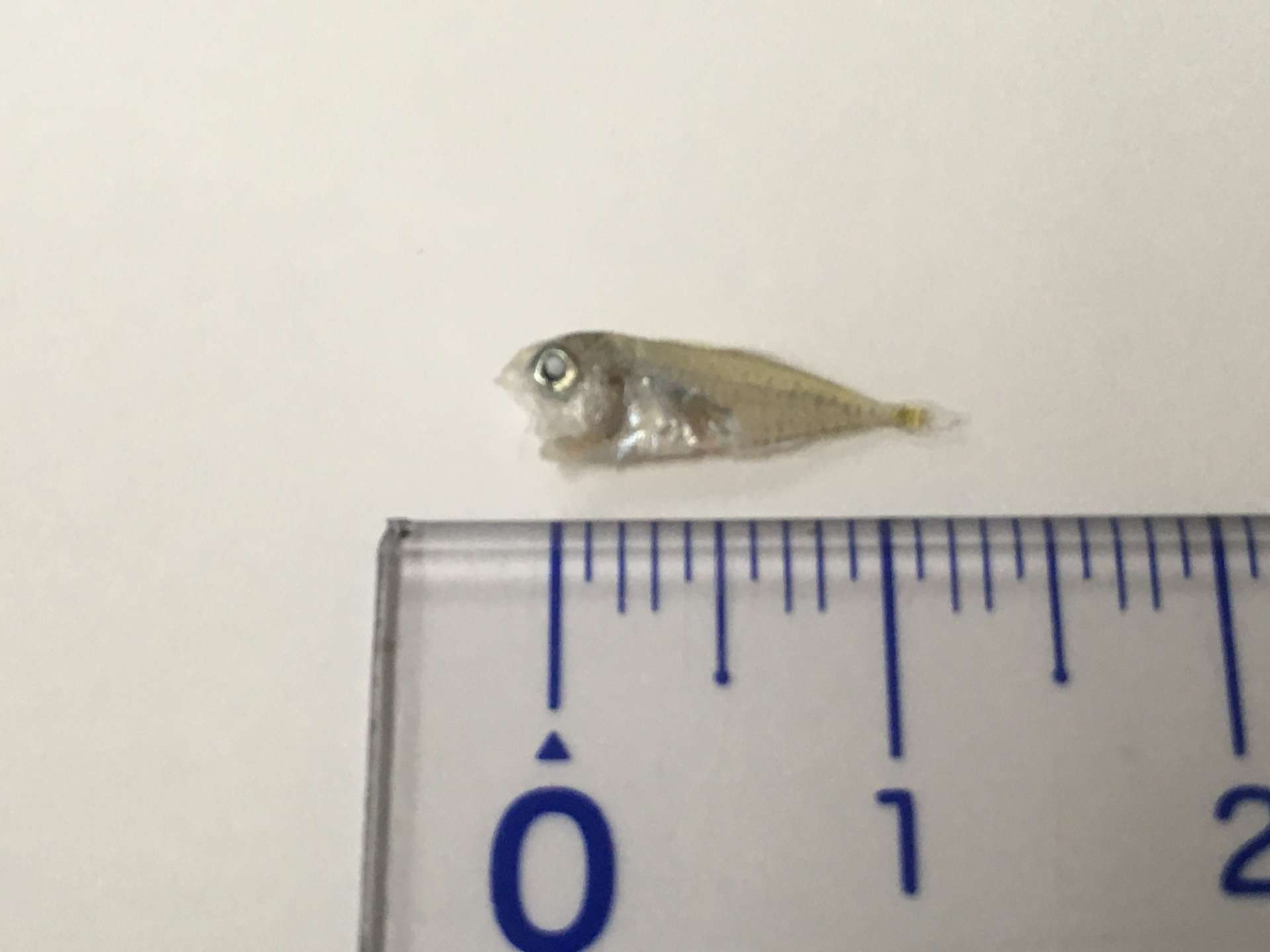 しらす漁で獲れる生物たちマル伊ブログ 愛知県南知多を中心に水産加工・卸売業を営むマル伊商店グループ