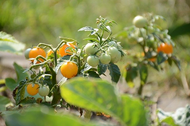 ②連続摘芯栽培の方法図解モテ庭のミニトマト連続摘芯栽培
