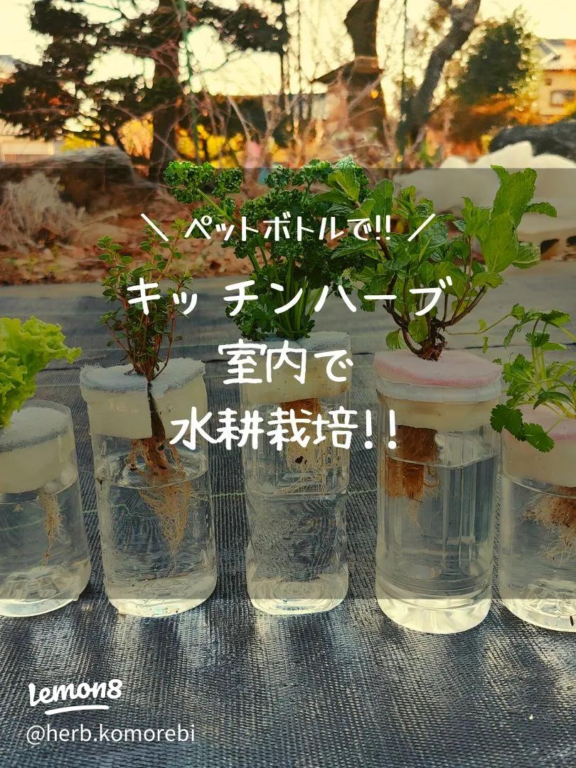 ペットボトル栽培」で長ネギ収穫に成功！難易度の高さをいかにクリアしたか、栽培者に聞いた - Togetter