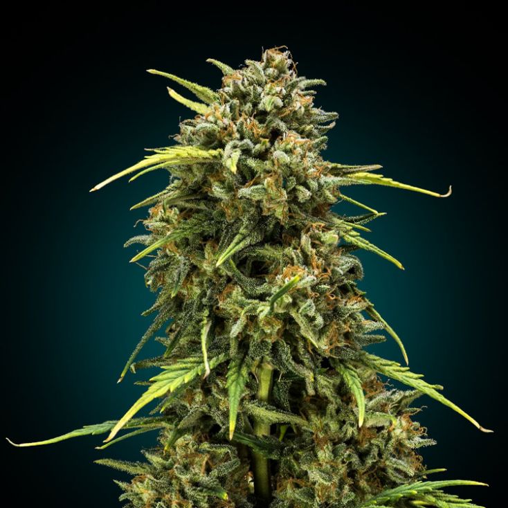 Las Vegas Lemon Skunk - My 28 Grams