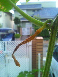 キュウリの花 Cucumber Flower