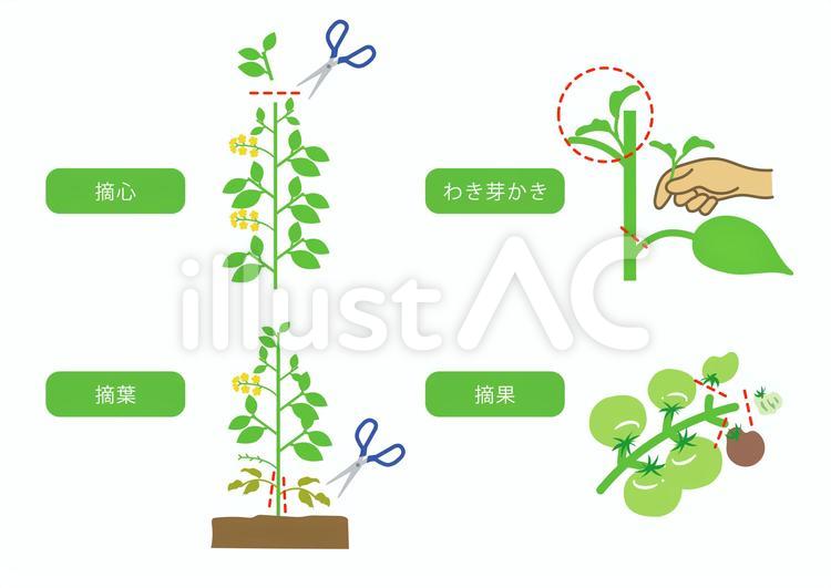 ミニトマトの摘心方法！摘む時期・位置を図解でわかりやすく解説 2ページ目BOTANICA