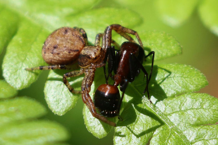 フマキッズこども研究所 - 虫の研究室 - こん虫・がい虫なるほど情報室