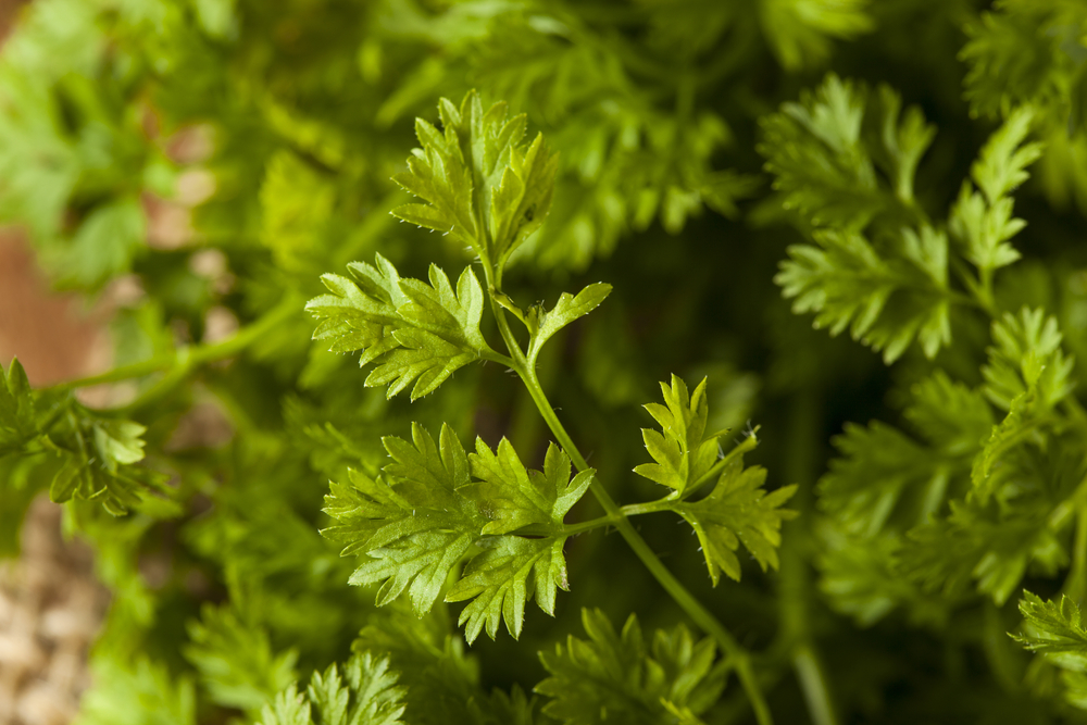 イタリアンパセリの育て方！ 初めて栽培する際のヒントや楽しみ方をご紹介GardenStoryガーデンストーリー