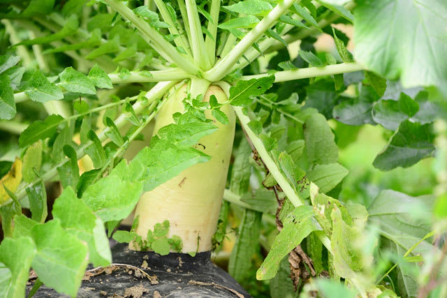 大根 まだ間に合う！種まきが遅れると長くて大きい大根が収穫できない理由。 家庭菜園