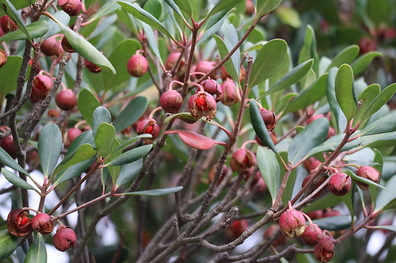 モッコクの育て方植え付けや剪定、実のなる時期は？🍀GreenSnap グリーンスナップ