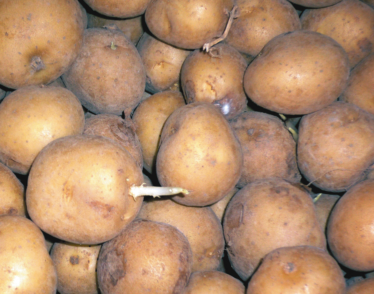 管理栄養士監修 じゃがいもから芽が出たら？取り除き方と大量消費レシピ - 暮らしエイト ハウスコム