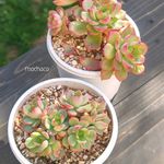 2025年最新 ビーンスプラウトの人気アイテム - メルカリ