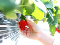 家族で楽しむいちご狩りたんぽぽファーム