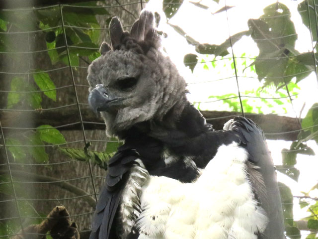 フィリピン料理公式 フィリピン政府観光省