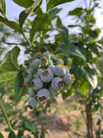 ブルーベリーの森 エザワフルーツランド 完全無農薬ど根性ブルーベリー栽培木更津市のブルーベリー 狩り摘み取り体験・ラビットアイ種苗木販売・果実販売・委託加工品販売