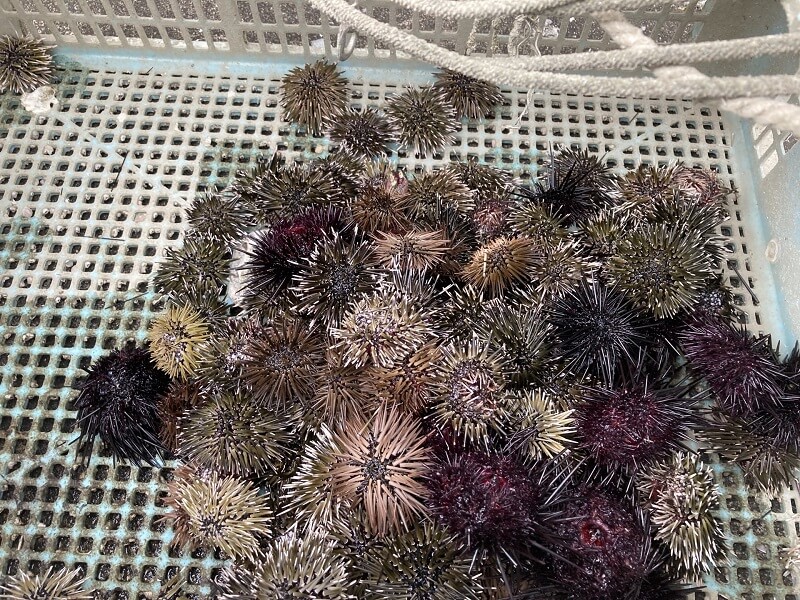 きたむらさきうに・キタムラサキウニ・北紫雲丹・Strongylocentrotus nudusブログ酢飯屋 - 文京区水道、江戸川橋に ある寿司、カフェ、ギャラリーの複合店