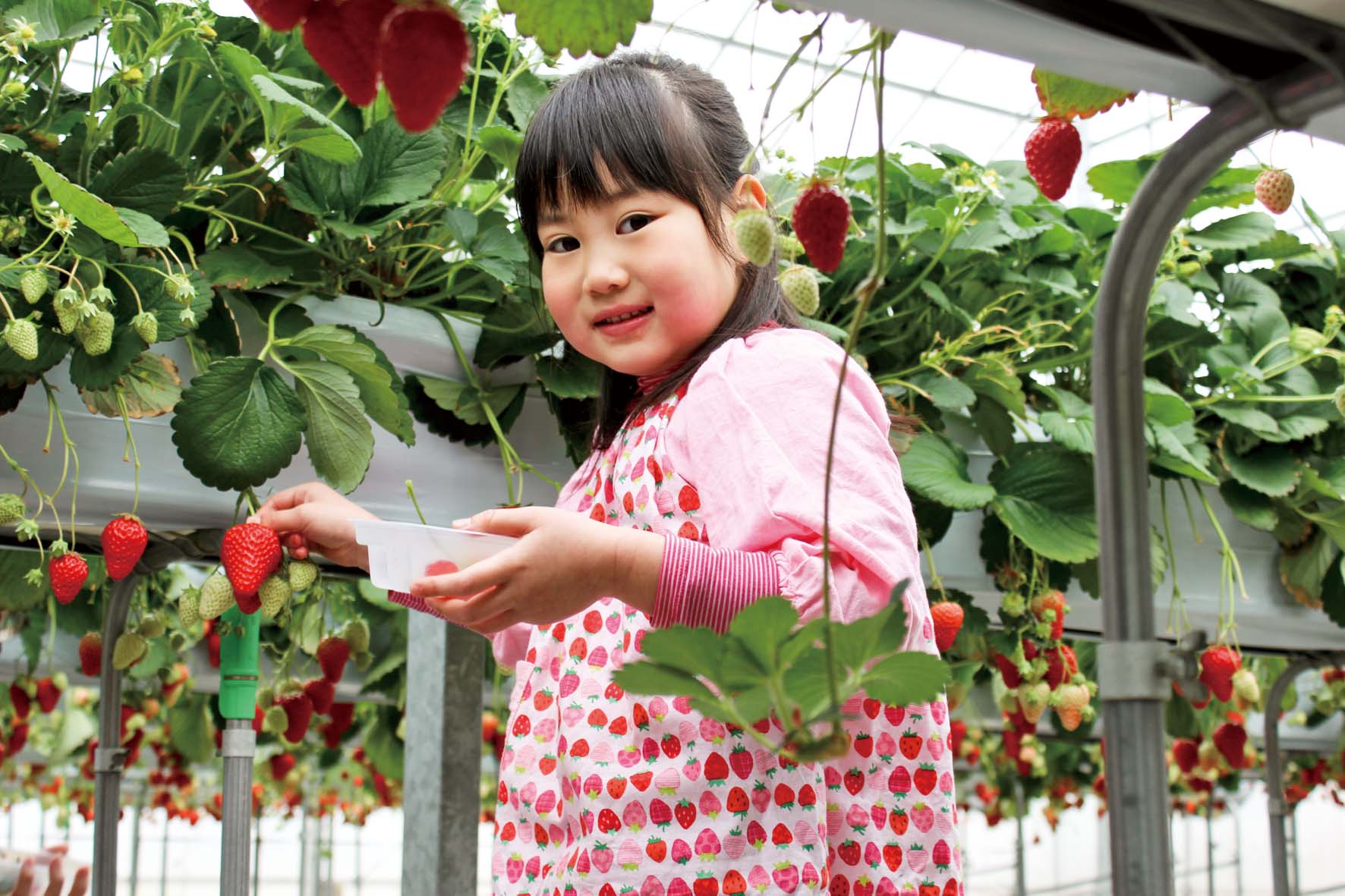 苺ファーム森本@15morimoto· Kita-gun, Kagawa