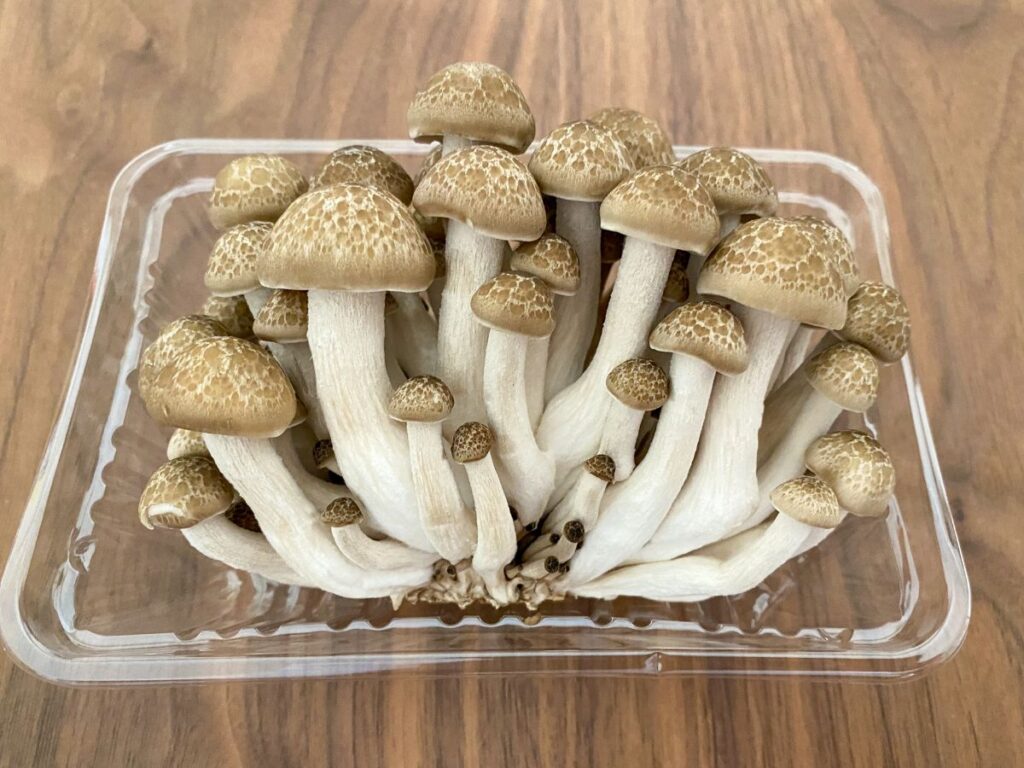 生産者解説 きのこは洗わない派の方はぜひご覧ください！視点が変われば見方が変わる