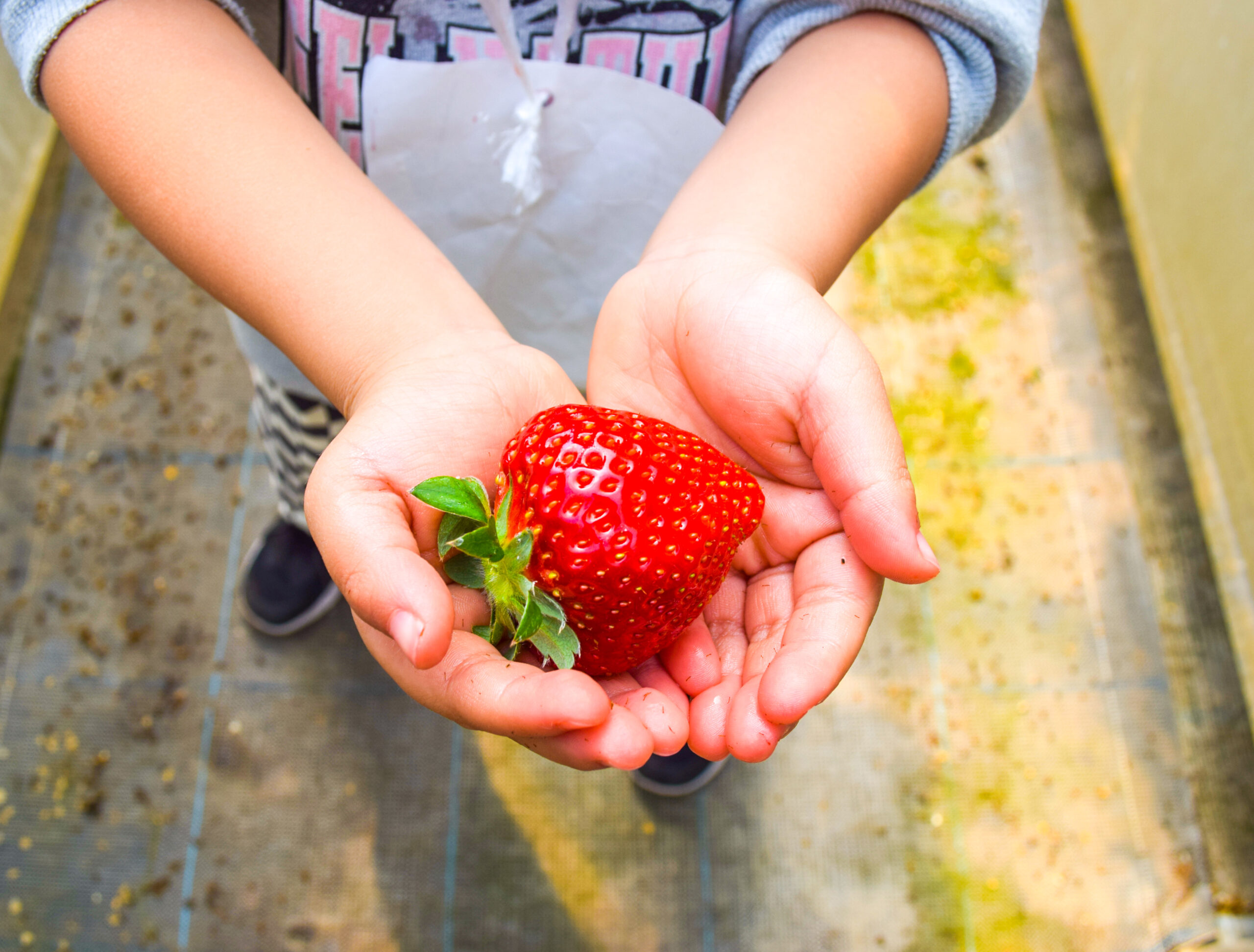 神奈川県 いちご狩り 2月イチゴ狩り子供の遊び場・お出かけスポットいこーよ