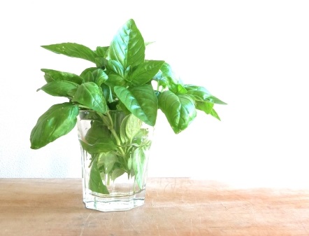 バジルの保存方法は? 冷蔵・ 常温・ 乾燥・オイル漬け・塩漬け 保存期間別にプロが伝授東京ガス ウチコト