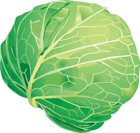 白いキャベツ。リアルなベクター イラストです。白で隔離のイラスト素材・ベクター Image 67669350