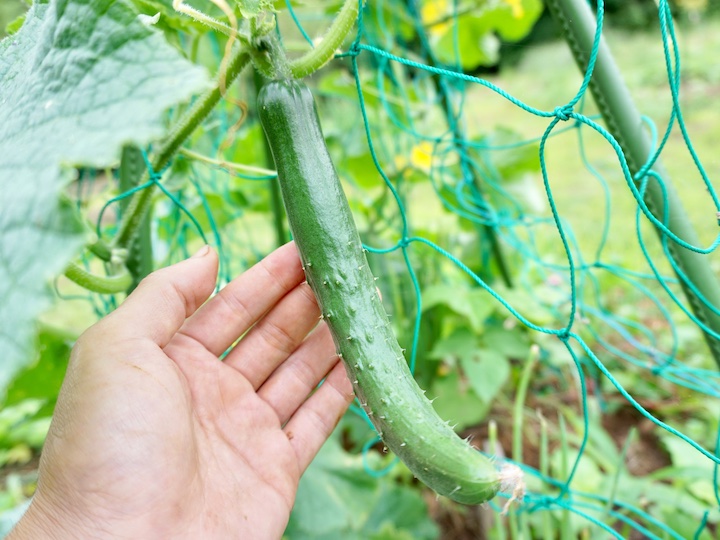 農家がおすすめする春に植える野菜！ 品種から栽培時の注意点まで詳しく紹介マイナビ農業