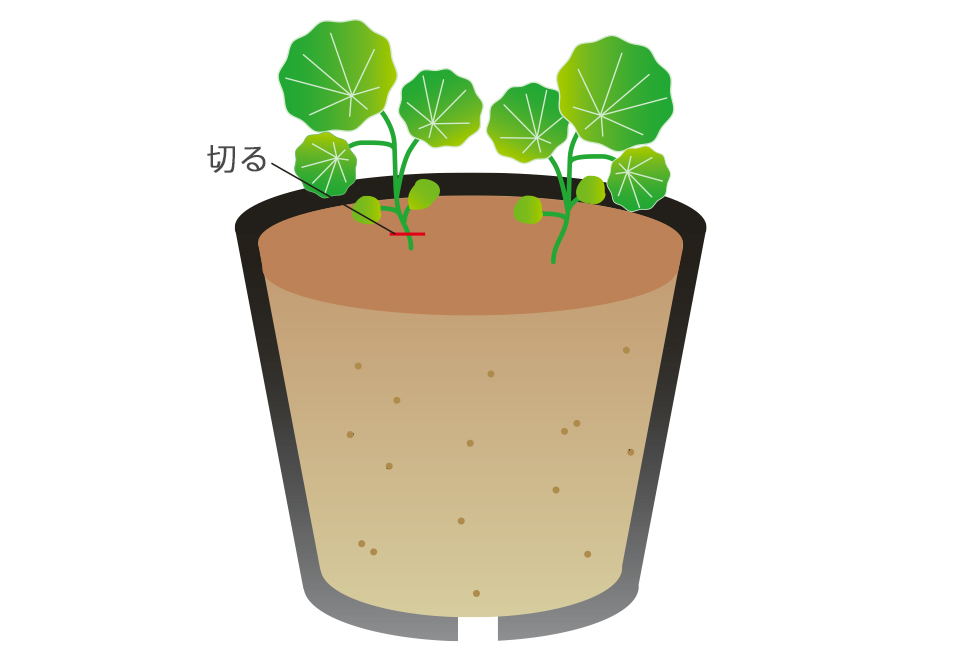 エディブルフラワーナスタチウムを上手に切り戻して２度花期を楽しむ育て方LOVEGREEN ラブグリーン