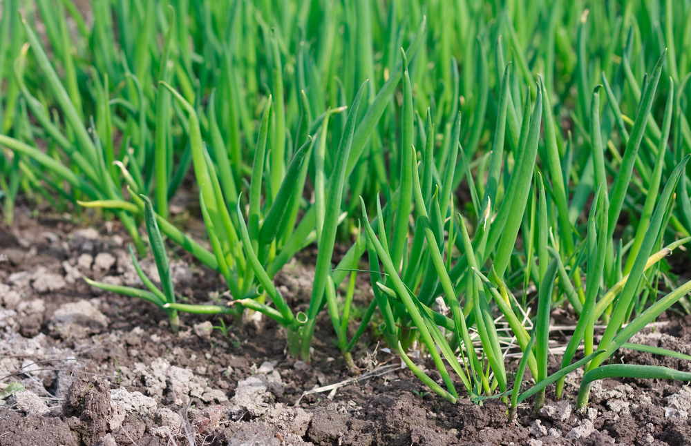 STUDY-01 もっと知っておいしくたべよう！「長ネギ」緒方湊の誌上セミナーとうきょうの恵みTOKYO GROWN