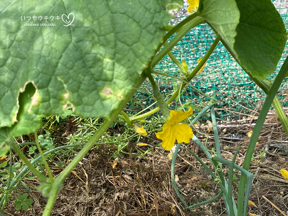 きゅうりの花が咲かない時の対処法は？開花のコツと雌花と雄花の特徴・実が大きくならない理由も解説plant-nurture.com