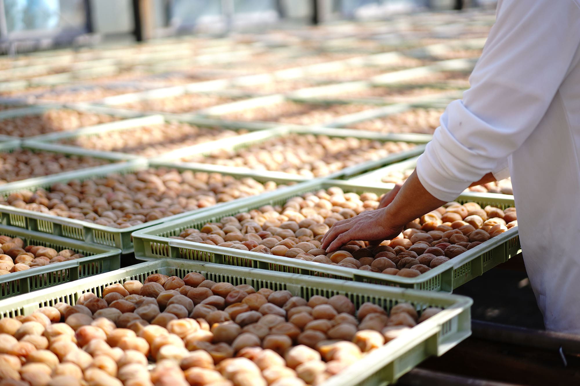 干さない梅漬け」「塩はちみつ梅漬け」「梅の塩こうじ漬け」漬けたら待つだけ♪お知らせ生協の宅配パルシステム