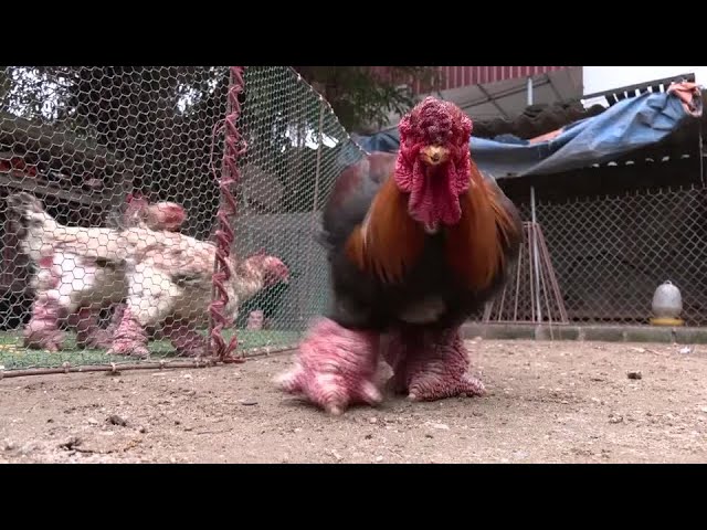 恐竜の脚を持つニワトリ『ドンタオ鶏』発見！！ : ハノイでまったり生きてます ΦωΦ