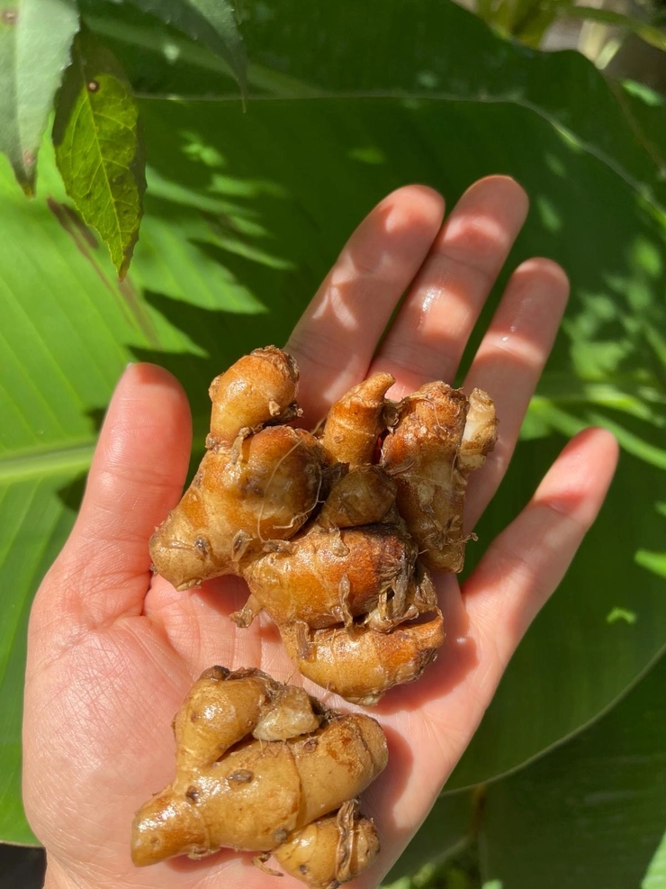 インドネシアジョグジャカルタ ジャムウ作り＆バティック工房見学ぽや旅