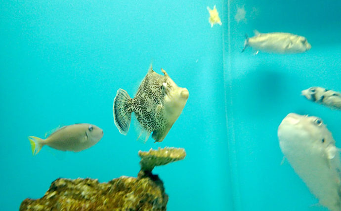 フィシュル!未利用魚・天然魚のサブスク〜お魚のある暮らし🐟〜 今回、フィシュル!歴2年半のおうちごはん愛好家あきさん @akichamxxx にインタビューをさせていただきました♪ 普段はInstagramを中心に、「お弁当とInstagram