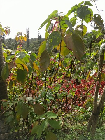ユーフォルビア・デカリー Euphorbia decaryi の育て方、栽培記録 – ゆるぷ