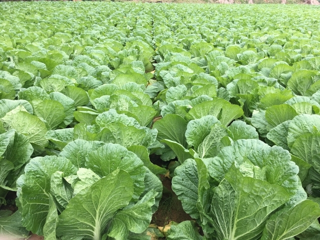 トロ白菜と鶏の旨味 鶏と白菜のチーズ煮