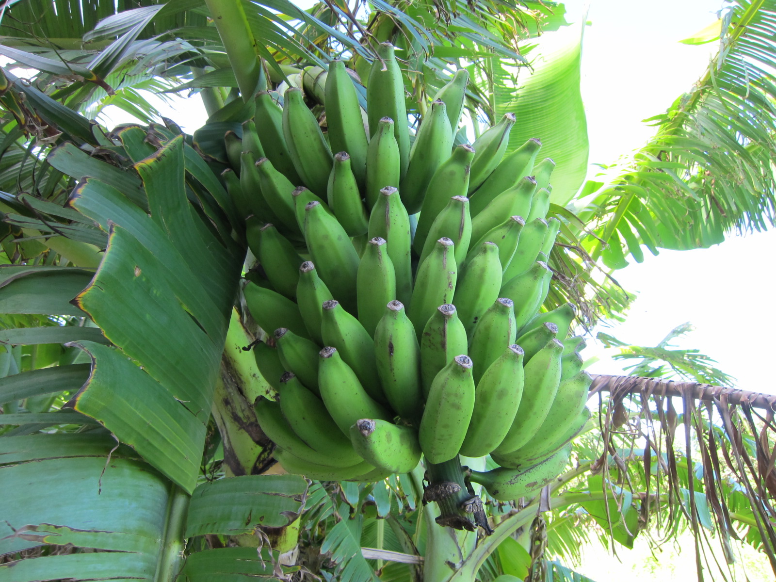 芭蕉の実・熟させると食べられるらしいですよー！＋リビングアート手織倶楽部の第1回課題が小物入れに箕輪直子オフィシャルブログ