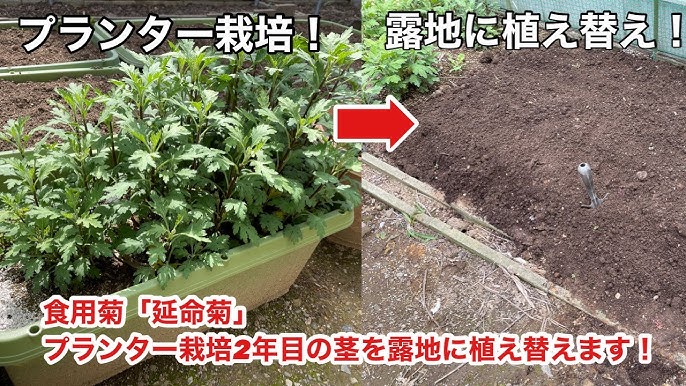 わが家の食用菊づくり-前年の株から出た芽をさし芽するか株分けした苗を露地の畝に定植します