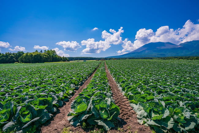 NPO法人ミュゼダクリの農家見学会4月は、東京のキャベツ産地を長年支えてきた、練馬区関町の井口農園を訪ねた。:江戸東京野菜通信大竹道茂の伝統野菜に関する情報ブログ