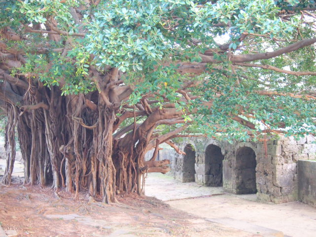 ガジュマルの実を食べるアカガシラカラスバト 32282000249 の写真・イラスト素材アマナイメージズ