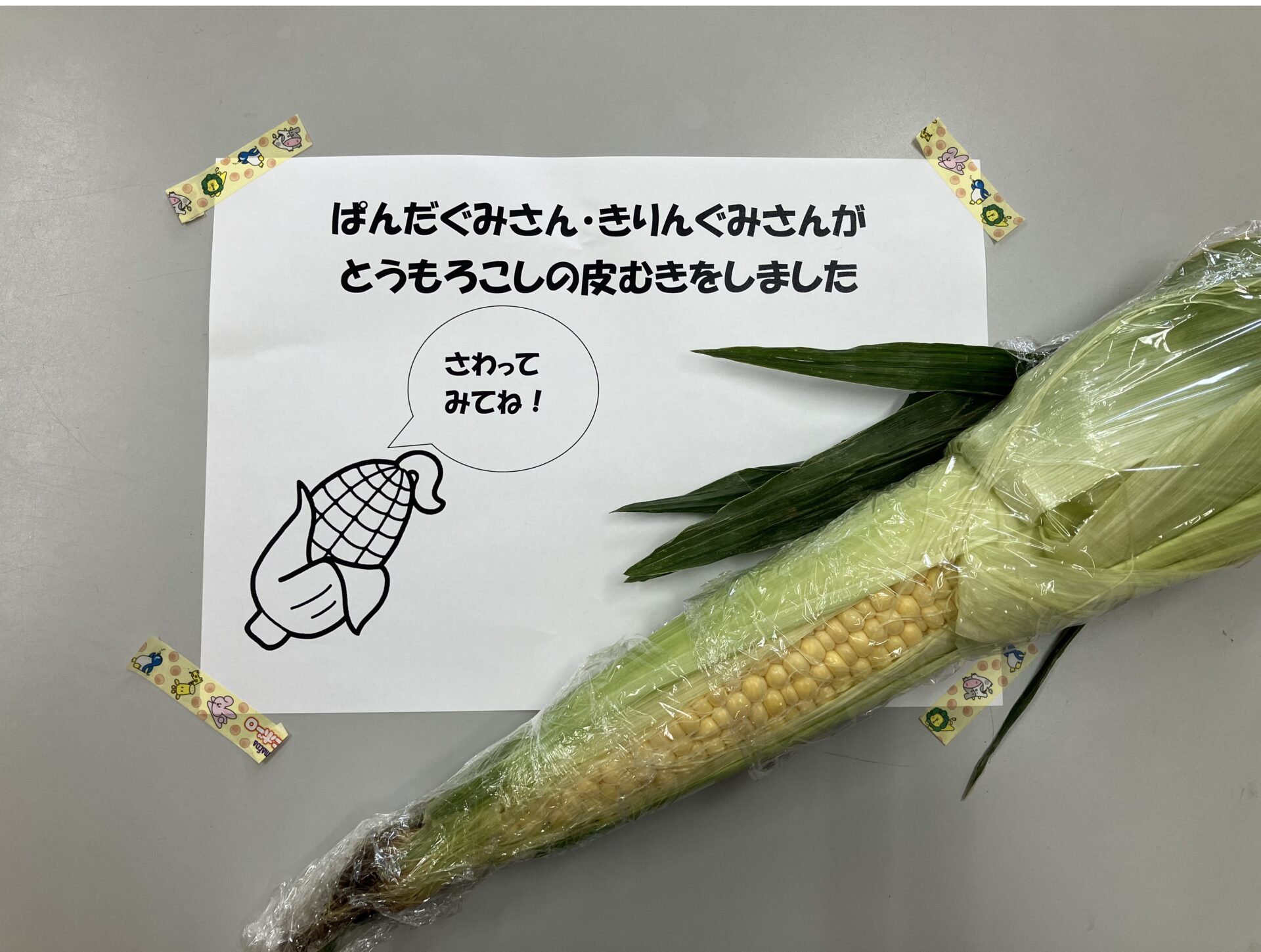 2025終了 無農薬 朝採り皮むきトウモロコシ 約4.5Kg種to菜園長野県産とうもろこし通販 - たべるとくらすと