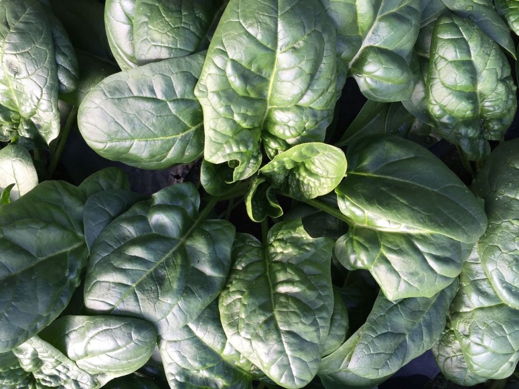 もっと知りたい葉物野菜：農林水産省：農林水産省