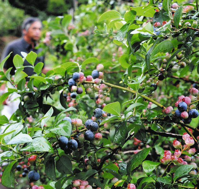 ORGANIC CITY KISARAZU ～オーガニックシティきさらづ～0030 木更津市観光ブルーベリー園協議会